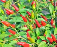 Papryka Buffy_AAS Winner 2022