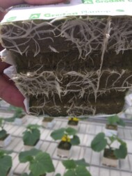 Rozsada ogórka w kostkach Grodan Plantopm podłoże dobrze przerośnięte korzeniami