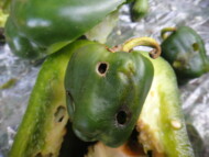 Owoc papryki uszkodzony przez ślimaki