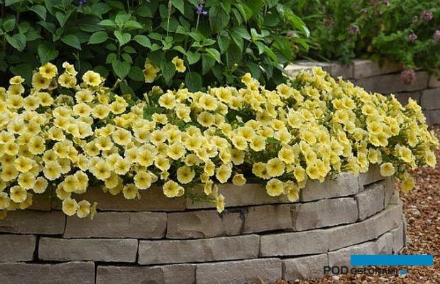 Petunia Bee's Knees to jadna z nowych odmian wyróżnionych nagrodą All-America Selections (AAS Winner 2022), fot. AAS/Ball FloraPlant