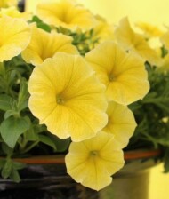 Petunia Bee's Knees_fot. All-America Selections_BallFlora Pant