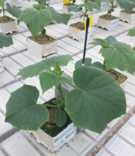 Rozsada ogórka w kostkach Grodan Plantop