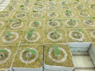 Siewki ogórka w kostkach Grodan Plantop