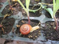 zaroślarka pospolita