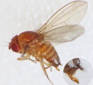 samica Drosophila suzukii