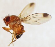 samiec Drosophila suzukii