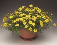 Bidens ferulifolia Solaire L Horizon_Syngenta Flowers