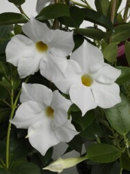 Mandevilla Rio White_Syngenta Flowers