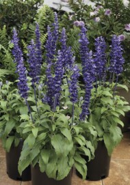 Salvia farinacea Velocity Blue_Syngenta Flowers