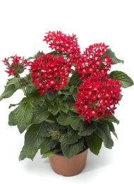 Pentas lanceolata Starcluster Red_Syngenta Flowers