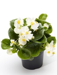 Begonia ×hybrida Tophat White _Syngenta Flowers