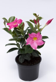 Mandevilla RioPetite Pink_Syngenta Flowers