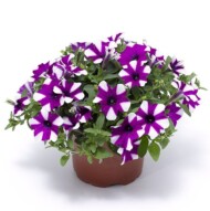 Petunia ×hybrida Shortcake Blueberry_Syngenta Flowers