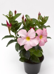 Mandevilla RioAppleblossom_Syngenta Flowers