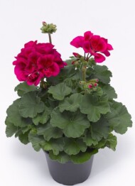 Pelargonium Mojo Cranberry Splash_Syngenta Flowers
