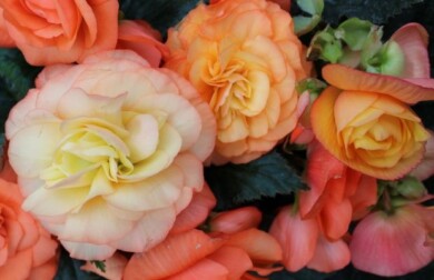 Begonia ×tuberhybrida Limitless Sorbet, fot. Syngenta Flowers