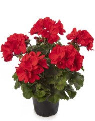 Pelargonium Mojo Scarlet_Syngenta Flowers
