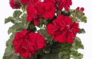 Wśród nowości firmy Syngenta Flowers na najbliższy sezon znajdują się ciemnolistne odmiany pelargonii (tu: Calliope® M Dark Red Dark leaf), fot. Syngenta Flowers