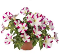 Petunia ×hybrida Sanguna Star Pink_Syngenta Flowers