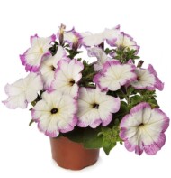Petunia ×hybrida Fun House Vintage Lilac_Syngenta Flowers