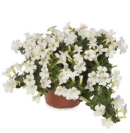 Petunia ×hybrida Itsy White_Syngenta Flowers