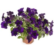 Petunia Aurora Deep Blue_Syngenta Flowers