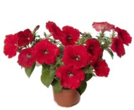 Petunia Sanguna Red Improved_Syngenta Flowers