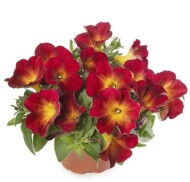 Petunia Fun House Ruby Glow_Syngenta Flowers