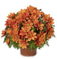 Bidens ferulifolia Brazen Glowing Sky_Syngenta Flowers