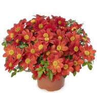 Bidens ferulifolia Brazen Rising Sun_Syngenta Flowers