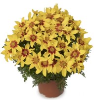 Bidens ferulifolia Brazen Eternal Flame_Syngenta Flowers