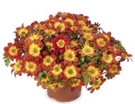 Bidens Brazen Imperial Luck_Syngenta Flowers