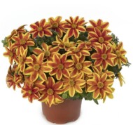 Bidens Brazen Samurai_Syngenta Flowers