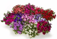 Petunie FlashForward _Syngenta Flowers