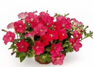 Petunia FlashForward Coral_Syngenta Flowers