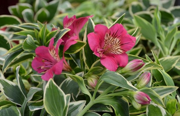 Konkurs Roślin NOWOŚCI 2021, który towarzyszy wystawie Zieleń to Życie, zostanie rozstrzygnięty na początku września