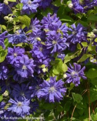 Clematis ‘Floral Dance_Konkurs Roslin Nowości 2021