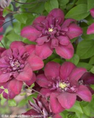 Clematis ‘Jan III Sobieski_Konkurs Roslin Nowości 2021