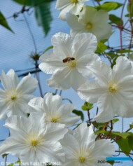 Clematis ‘Snow Storm_Konkurs Roslin Nowości 2021