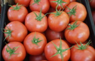 Nowa odmiana pomidora malinowego marki De Ruiter testowana obecnie pod numerem DRTG 4838