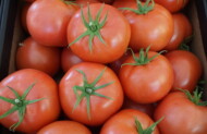 Nowa odmiana pomidora malinowego marki De Ruiter testowana obecnie pod numerem DRTG 4839