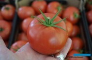 Nowy pomidor malinowy testowany pod numerem DRTG 4839