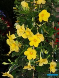 Mandevilla (Dipladenia) Diamantina® Opal ‘Citrine’