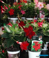 Dipladenia_Mandevilla_Diamantina® Jade 'Red' i 'Grenat'; fot. A. Cecot