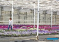 Ogrodnictwo Nowaccy_Dachowa_10-07-2021