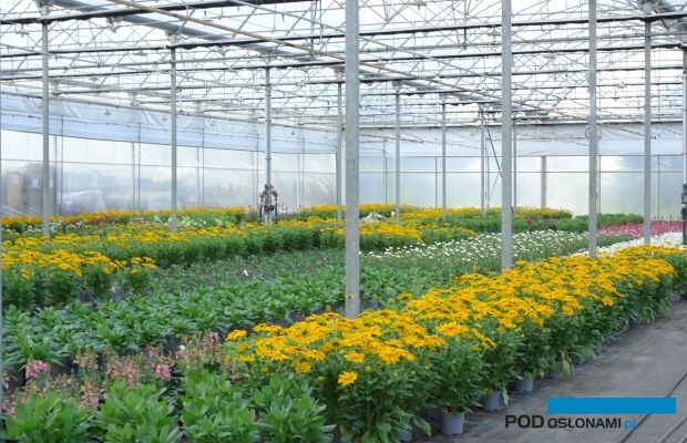 Gospodarstwo w Dachowie 10 lipca 2021 r. - byliny w tunelu zblokowanym Ogrodnictwa Nowaccy, fot. A. Cecot