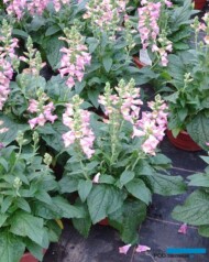 Digitalis ×valinii Digiplexis™ ‘Berry Canary’