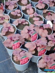 Heuchera ‘Fire Alarm’