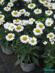 Leucanthemum Sweet Daisy Jane