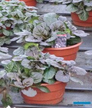 Ajuga reptans BLACK SCALLOP